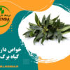 خواص دارویی گیاه برگ بو