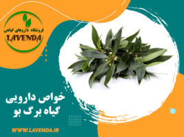 خواص دارویی گیاه برگ بو