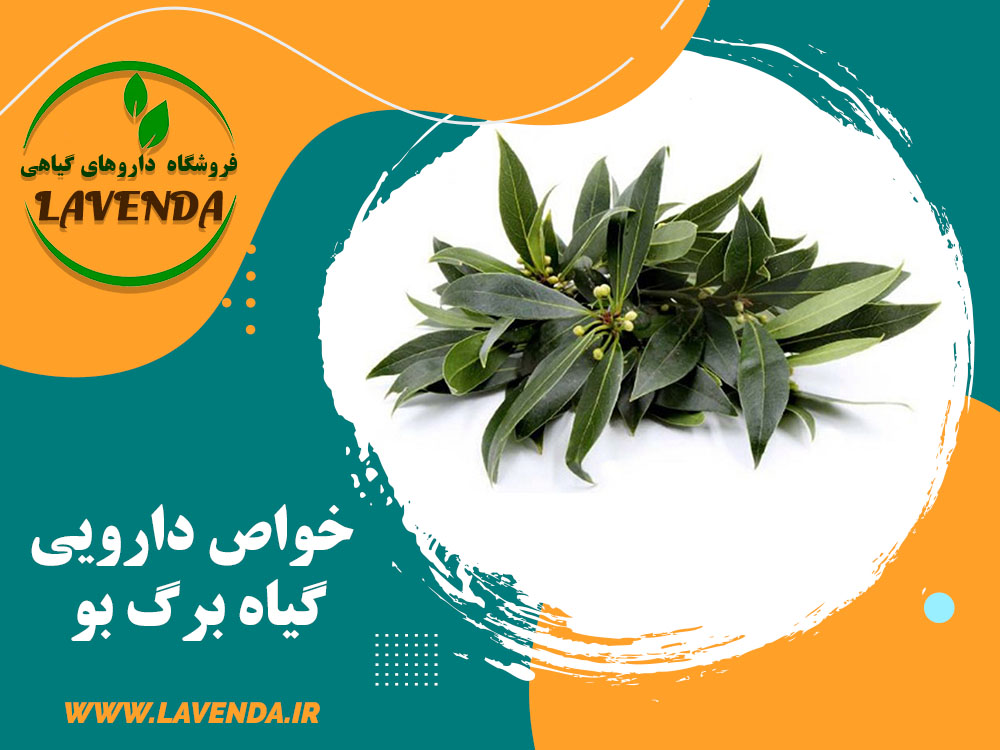 خواص دارویی گیاه برگ بو | فروشگاه لاوندا